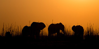 Sunset on the Zambezi | by Thomas Retterath