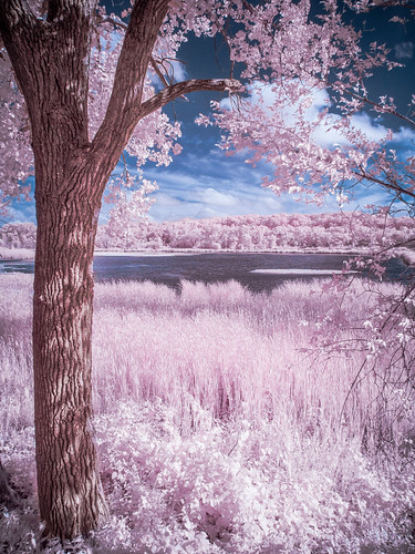 statepark park trees summer sky nature grass wisconsin clouds landscape ir view unitedstates cattails area infrared converted bulrush 2014 falsecolor typha reedmace catails m43 infraredcamera browntown greencounty micro43 microfourthirds 665nm 665nminfrared beckmanlake cadizsprings