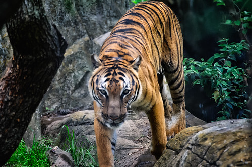 Tiger Approaching Over Rocks by Eric Kilby is licensed with CC BY-SA 2.0