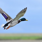 Duck in take off