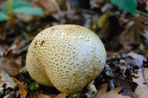 Earthball fungus, Himley Plantation