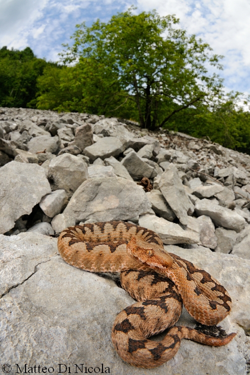 Horned viper (Vipera ammodytes). Red female in its natural habitat. Friuli, Italy.