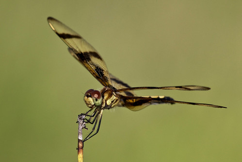 kh0831 brigantine nj insect dragonfly odonta macro