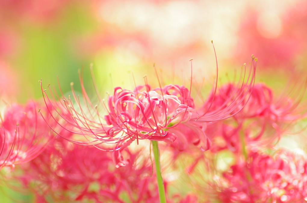天上の花 flower on heavens | 天上の花 | dog plus+ | Flickr