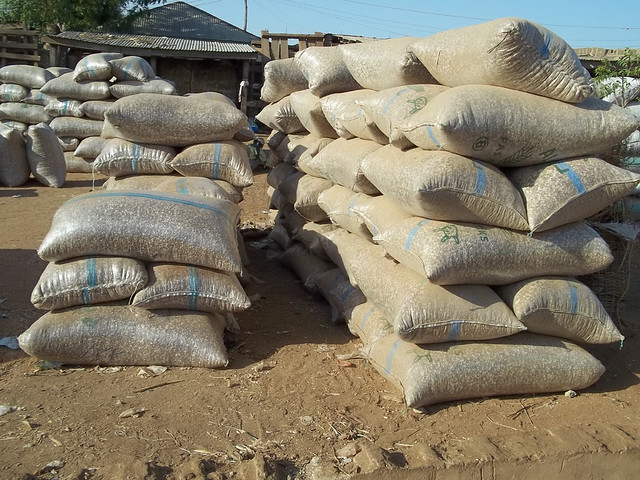 Bags of groundnut on sale