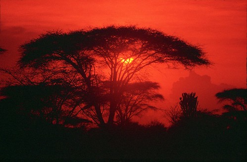 africa sunset red tree silhouette tanzania scan serengeti acacia