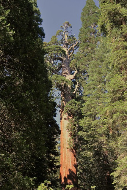 Sequoia National Park - General Grant