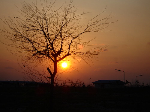 sunset tree sunrise fire creepy goldstaraward allaboutsun