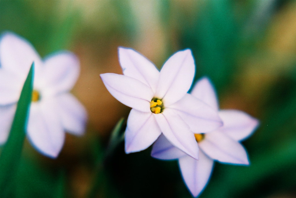 star