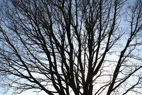 Tree | by funky_xavier