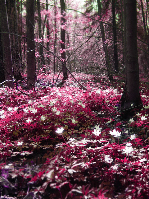 Magic forest: Pink
