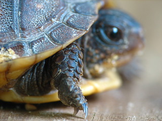 Body armor | This juvenile box turtle had a shell that was o… | Flickr