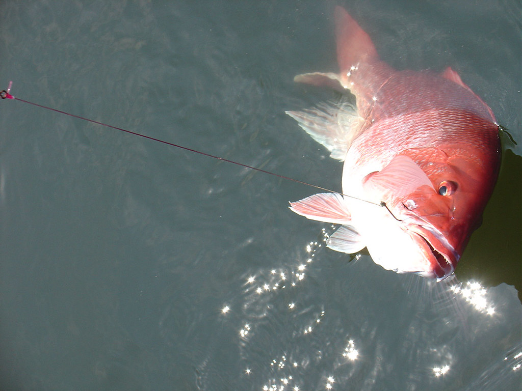 Snapper Flickr snapper | Snapper | chomps | Flickr