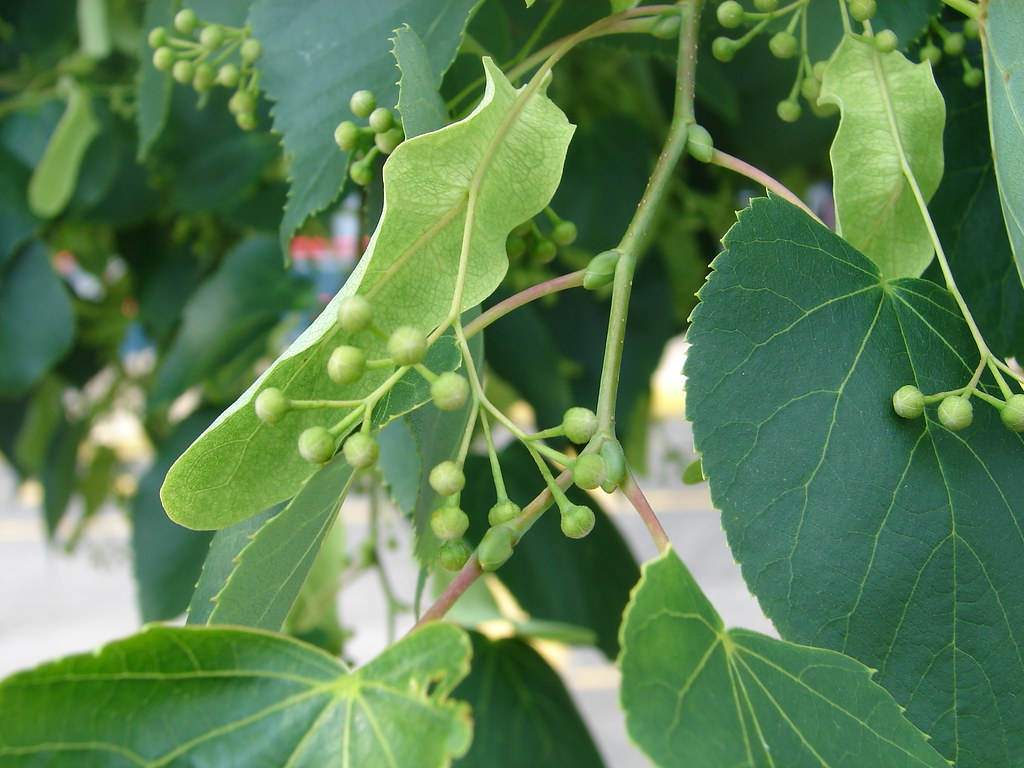 american linden tree leaves