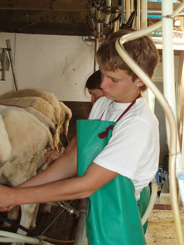 P7150054 Scenes from the milking parlour | Sven removing a c… | Flickr
