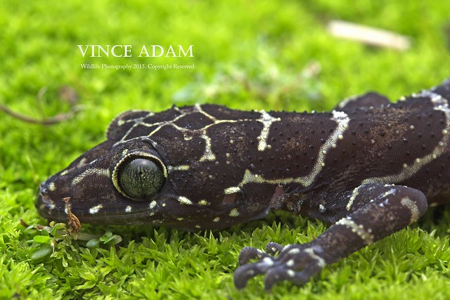 IMG_2182-0(W) Peter's Forest Gecko (Cyrtodactylus consobrinus)