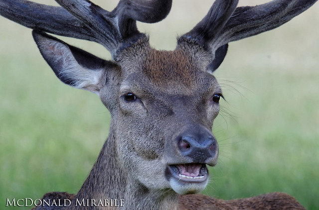 Red deer stag in Richmond Park
