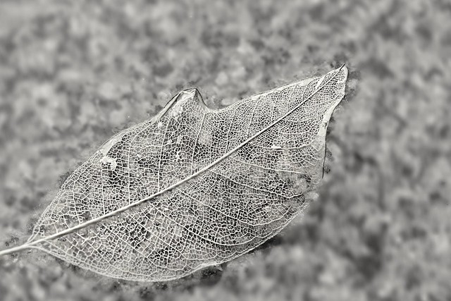 A life-less leaf