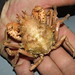 Flickr photo 'Majidae>Schizophrys aspera Rough Spider crab DSCF6483' by: Bill & Mark Bell.