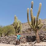 43 Cactus gegants a Ruinas de Quilmes, Cafayate