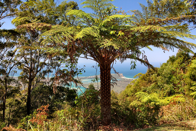 Cyathea australis - Rough Tree Fern,  Dooragan National Park, Laurieton, Mid North Coast, NSW