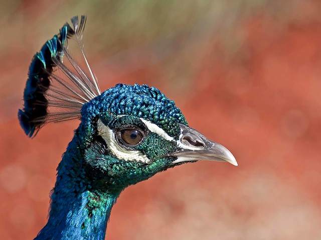 Peacock_1423