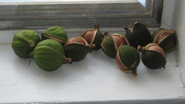IMG_6619 macadamia nuts