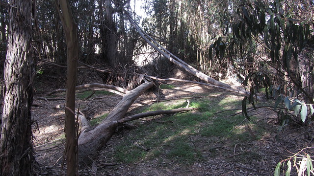 IMG_6748 downed eucalyptus tree in ellwood grove