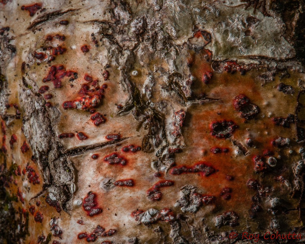 Pyrenula cruenta, Bark Rash Lichen