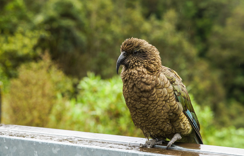 Kea - mountain parrot