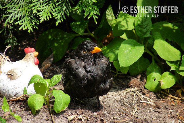 Blackbird and chicken / Merel en kip