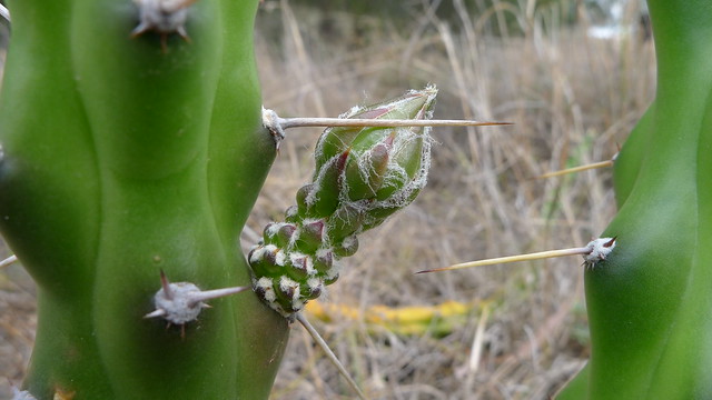 Harrisia Cactus flower bud
