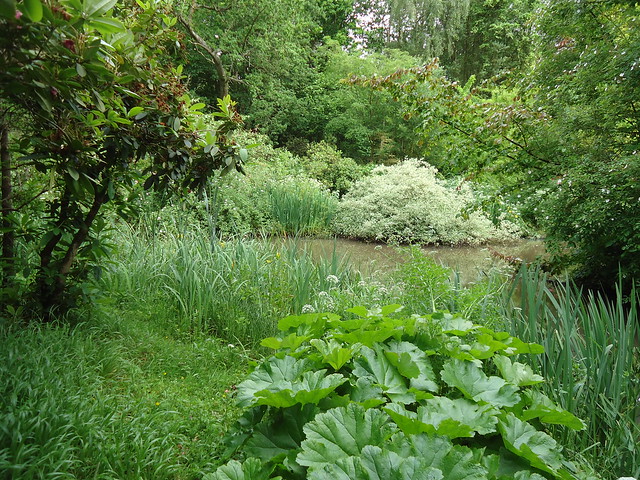 Darmera peltata by pond, Rhododendrons on left, variegated Cornus on far side, Parrotia persica top right and plenty of flags (Iris pseudacorus) at the margins