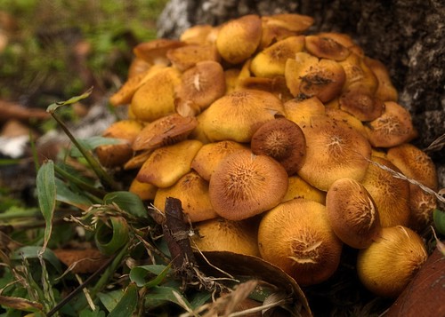 collinsville oklahoma fungus mushrooms fungi jackolanternmushrooms orange hickory stump