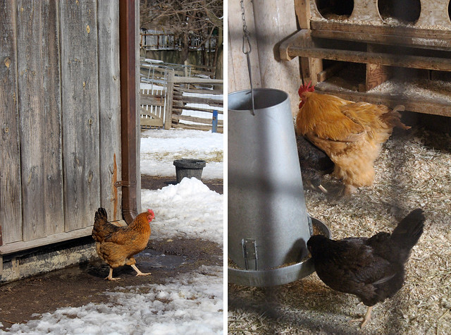 Riverdale Farm Chickens