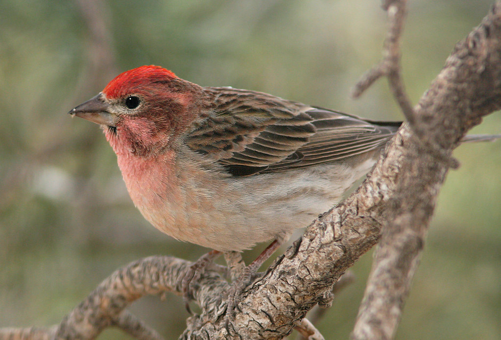 22 Species of Birds with Red Heads: A Comprehensive Guide - Cassin's Finch
