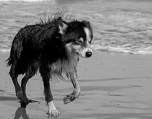 perro lobo | by PH Federico Toledo