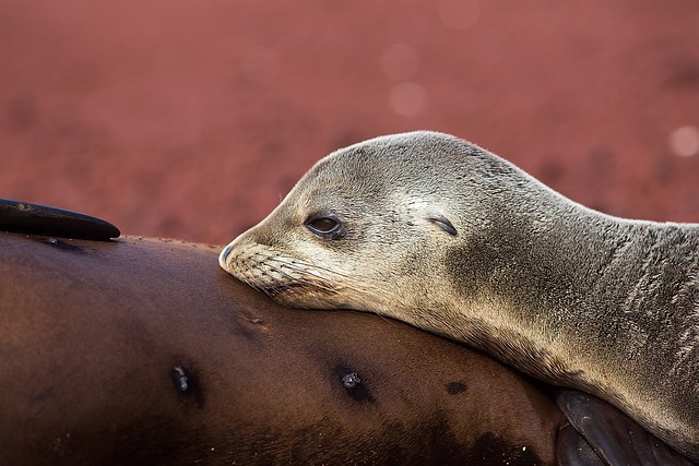 Sea Lion, Galapagos Isla Rabida