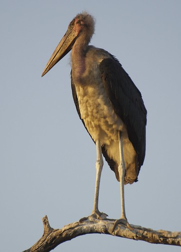 africa park african wildlife sony south southern national lower tamron stork usd kruger marabou sabie 70300 knp a65