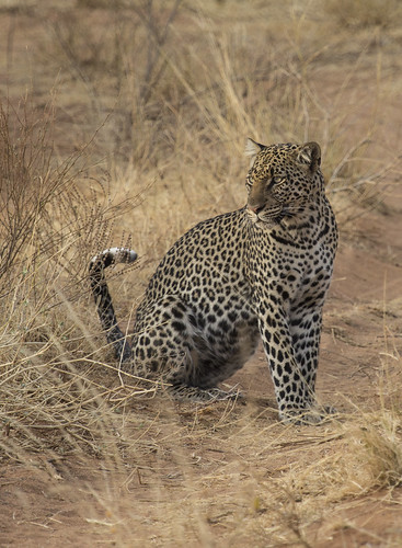 Leopard 2 | by Redkite33