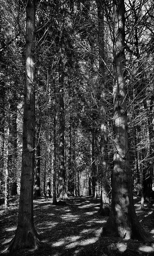 trees light bw monochrome forest shadows treetrunk 7d tall thin forestpark norwayspruce 1585 dunnari canoneos7d canonefs1585