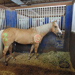 Arabian Nights Kissimmee - Painted Horse