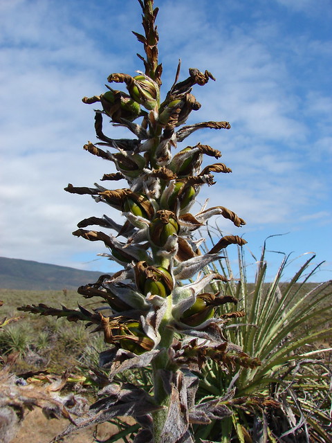 Puya chilensis X venusta km 252 ruta5norte 11