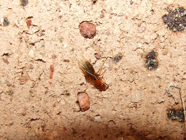 Formicidae Formicinae>Opisthopsis Strobe ant DSCF7227