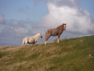 Wild Hill Ponies (on Cefn Disgwylfa) [off-route] SWC Walk 86 Fan Brycheiniog and Fan Foel (The Black Mountain)