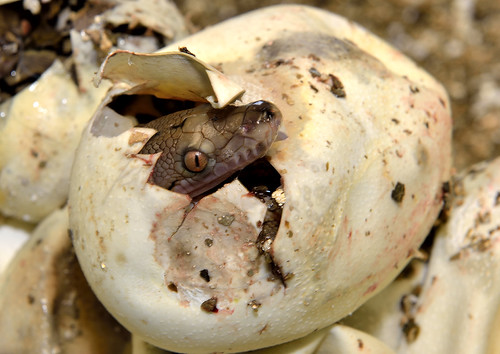 Reticuldate Pythons hatching | by MJGphotouk