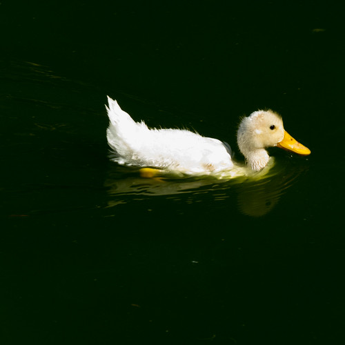 Fluffy French duckling