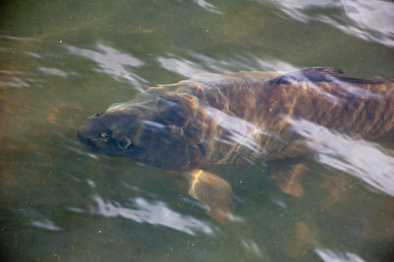 Carp