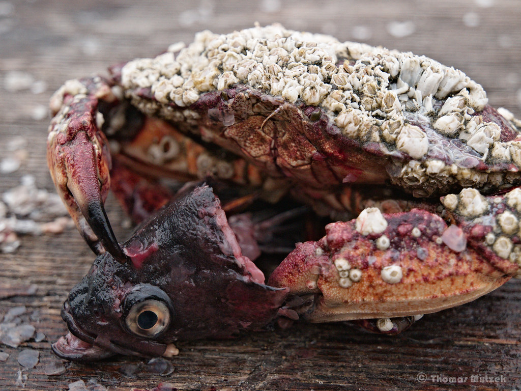 Barney the Crab and his Meal