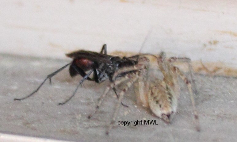 Pompilidae with Agelenidae as prey